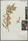 Foto von Salix alba L. x Salix fragilis L.